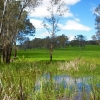 Zdjęcie z Australii - Bagniste laki-ok. Meadows