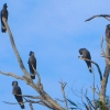 Zdjęcie z Australii - Papugi black cockatoo