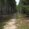 Zdjęcie z Australii - Spacer po Kuipto Forest