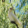 Zdjęcie z Australii - Corella biala