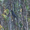 Zdjęcie z Australii - Currawong - rzadki gosc