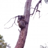 Zdjęcie z Australii - Mama koala z maluszkiem