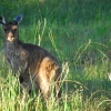 Zdjęcie z Australii - Ciekawski kangurek