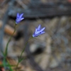 Zdjęcie z Australii - Wiosenne kwiatki