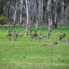 Zdjęcie z Australii - Kangury z Kuipto Forest