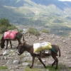 Zdjęcie z Peru - W Kanionie Colca