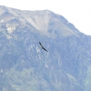 Zdjęcie z Peru - kondor nad Kanionem Colca