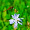 Zdjęcie z Polski - Fauna i flora