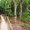 Zdjęcie z Niemiec - Jasmundzki Park Narodowy.