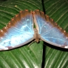 Zdjęcie z Danii - morpho