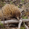 Zdjęcie z Australii - Echidna (kolczatka)