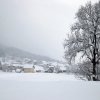 Tropolach