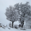 Tropolach
