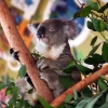 Zdjęcie z Australii - SYDNEY