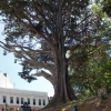 Zdjęcie z Nowej Zelandii - DUNEDIN