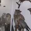 Zdjęcie z Polski - Muzeum Przyrodnicze