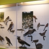 Zdjęcie z Polski - Muzeum Przyrodnicze