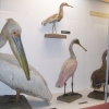 Zdjęcie z Polski - Muzeum Przyrodnicze