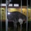 Zdjęcie z Polski - Muzeum Przyrodnicze