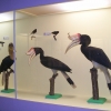 Zdjęcie z Polski - Muzeum Przyrodnicze