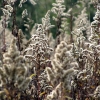 Zdjęcie z Polski - Podsandomierska natura.