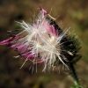 Zdjęcie z Polski - Góry Pieprzowe - flora.