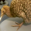 Zdjęcie z Nowej Zelandii - Auckland Museum