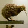 Zdjęcie z Nowej Zelandii - Auckland Museum