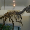 Zdjęcie z Nowej Zelandii - Auckland Museum