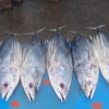 Zdjęcie ze Sri Lanki - Targ Rybny-Kalutara