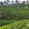 Zdjęcie ze Sri Lanki - plantacje herbaty