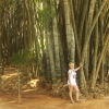 Zdjęcie ze Sri Lanki - pośród bambusów