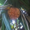 Zdjęcie ze Sri Lanki - dzikie ananasy