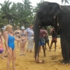 Zdjęcie ze Sri Lanki - spotkanie ze słoniem