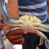 Zdjęcie z Turcji - Błękitny krab