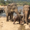 Zdjęcie ze Sri Lanki - Randez-vous